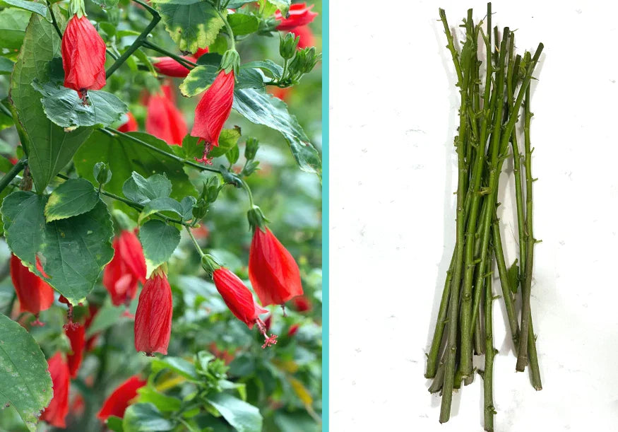Giant Mexican Fire Cracker Sleepy Hibiscus Cuttings - 8 Unrooted Malvaviscus arboreus Var. Drummondii