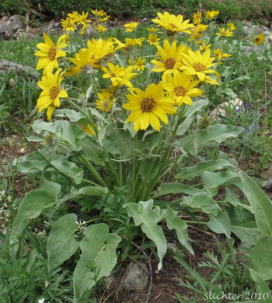 Wildflower Seeds - Arrowleaf Balsamroot (Balsamorhiza sagittata) - 50 Seeds for Native Garden, Drought Tolerant, Pollinator Attractant
