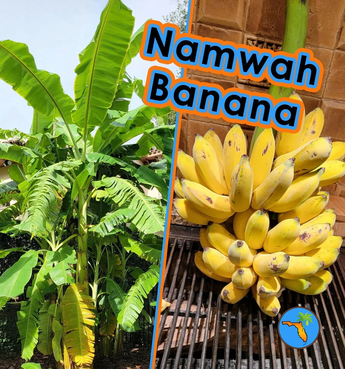 Namwah Banana Live Plant - Cold Hardy Edible Pisang Awak (Musa acuminata)