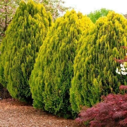 Golden Oriental Arborvitae Tree Seeds - Platycladus orientalis - Landscaping, Privacy Screen, Hedges, Garden Planting
