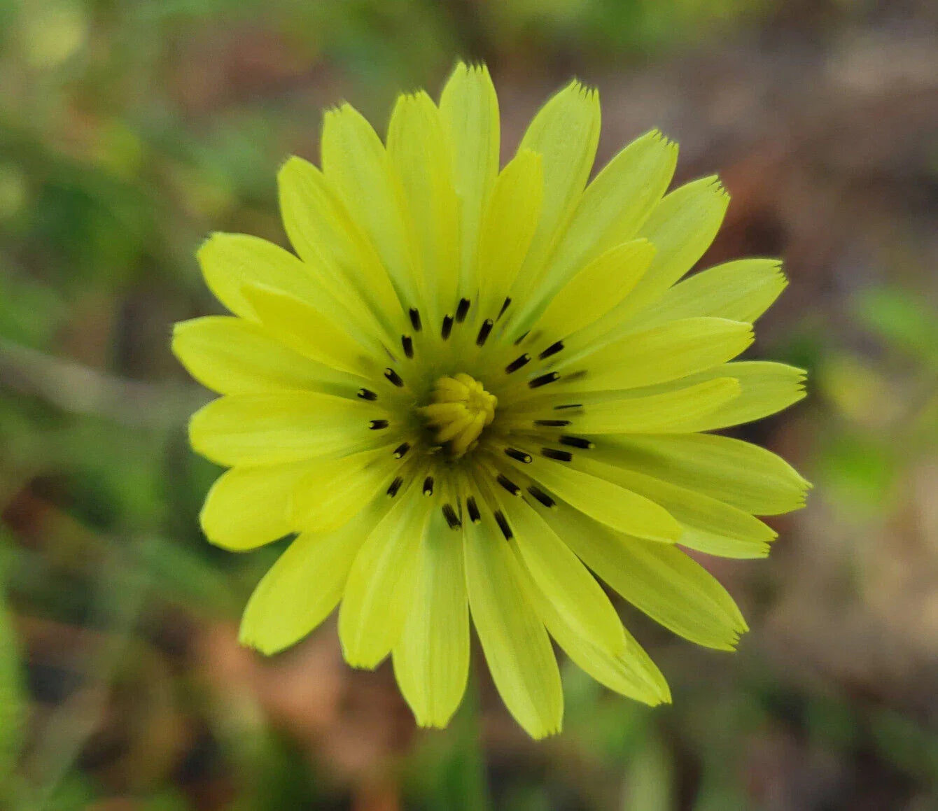 Carolina Desert Chicory Seeds – Native Florida Wildflower – Pyrrhopappus Carolinianus – Drought-Tolerant Perennial Plant, 25 Seeds