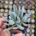 Succulent Plant Bare Root 4 Inches Blue Chalk Sticks Senecio Serpens Low Maintenance Indoor Outdoor