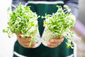 Sunflower Sprout Seeds 200 Count for Indoor Growing Helianthus annuus Nutritious Sprouts