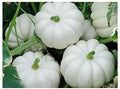 Mini White Pumpkin Seeds - 10 Pack, Cucurbita pepo Heirloom for Home Garden, Compact Vines, White Pumpkins, Fall Decorations