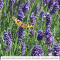 Lavender Seeds - 200 Non-GMO Munstead Lavandula angustifolia Perennial Garden Seeds for Aromatherapy & Pollinator Attracting