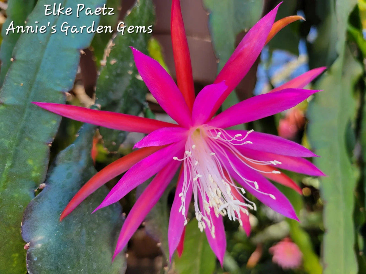 Epiphyllum Elke Paetz Unrooted Cuttings 8-10 Inches - Cactus Plant for Propagation