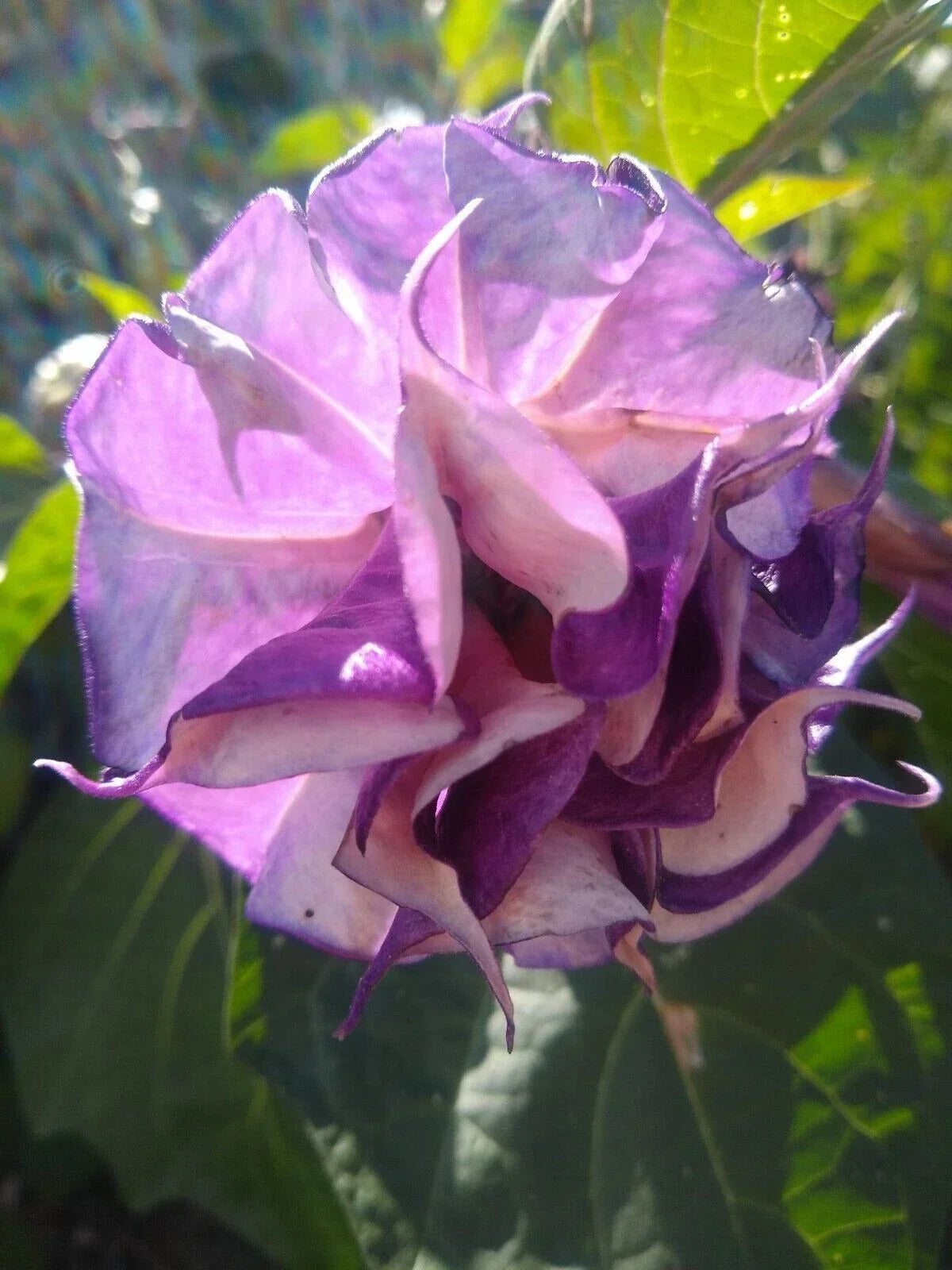 Double Orchid Rose Angel Trumpet Seeds - Brugmansia Datura, Pink & White Flowers, 10 Seeds for Vibrant Garden, USA Grown