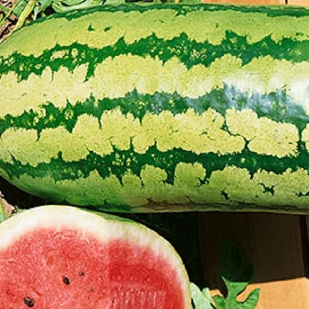Garrisonian Watermelon Seeds - Non-GMO Heirloom Citrullus lanatus for Organic Gardening