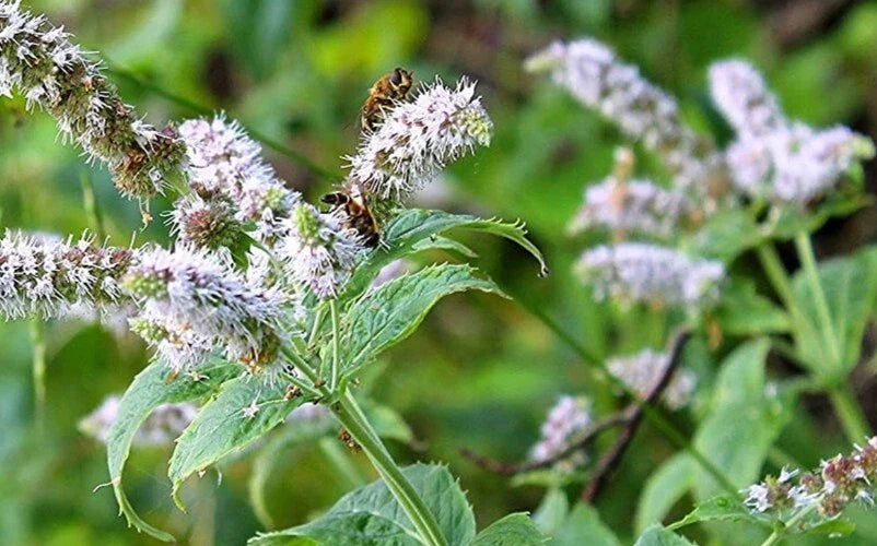 Organic Peppermint Seeds Mentha Piperita Perennial Herb 100 Seeds for Culinary & Medicinal Use