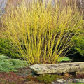 Yellow Twig Dogwood Shrub Bare Root Plant - Cornus sericea 'Flaviramea' for Winter Interest