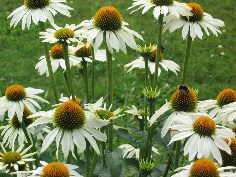 Baby White Coneflower Seeds - Echinacea purpurea Perennial Flower Seeds for Pollinators, Borders & Gardens