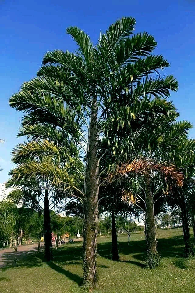 Fishtail Palm Tree Seeds - Exotic Tropical Wallichia disticha - Unique Fishtail Leaves - Indoor Outdoor Planting Seed Pack