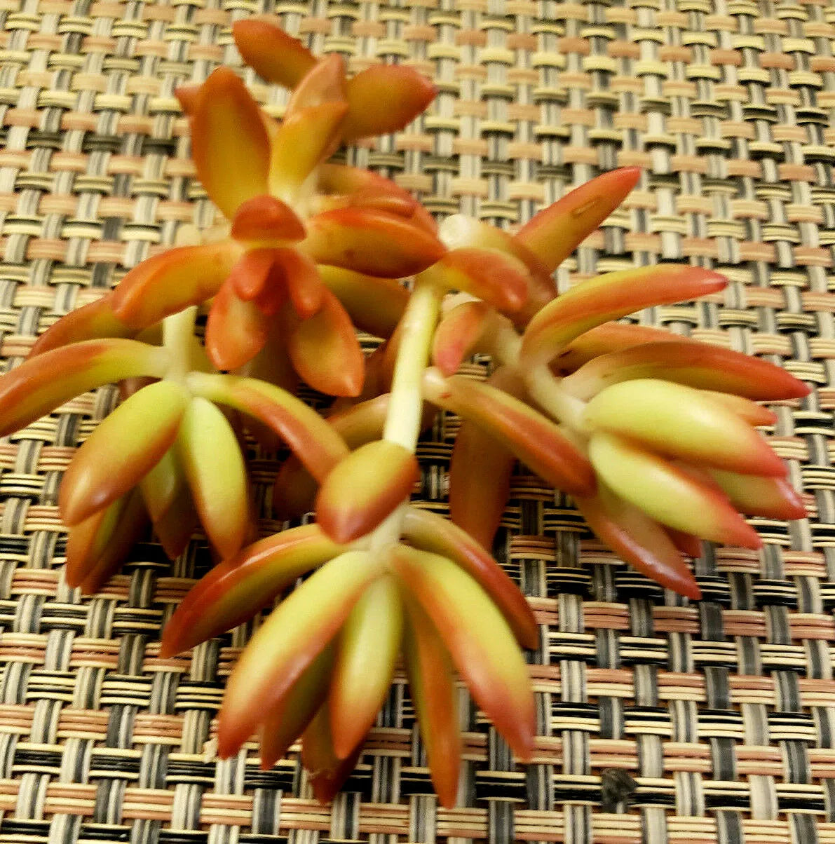 Sedum Adolphii 'Firestorm' Succulent Cuttings - 2" Diameter Unrooted Plant Clippings