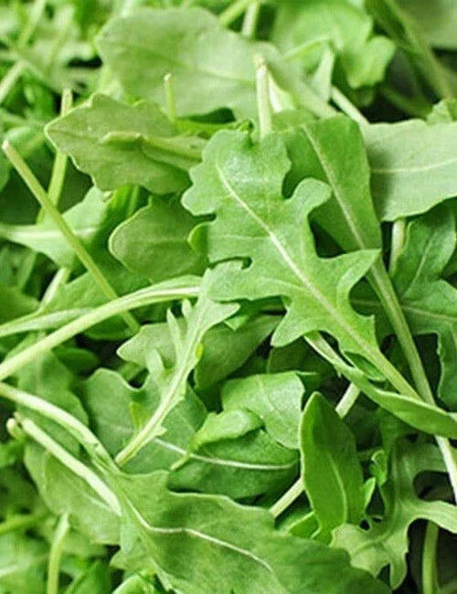 Organic Roquette Arugula Seeds - 500+ Pack, Salad Rocket, Eruca sativa, Garden Green, Non-GMO, Fast Germination