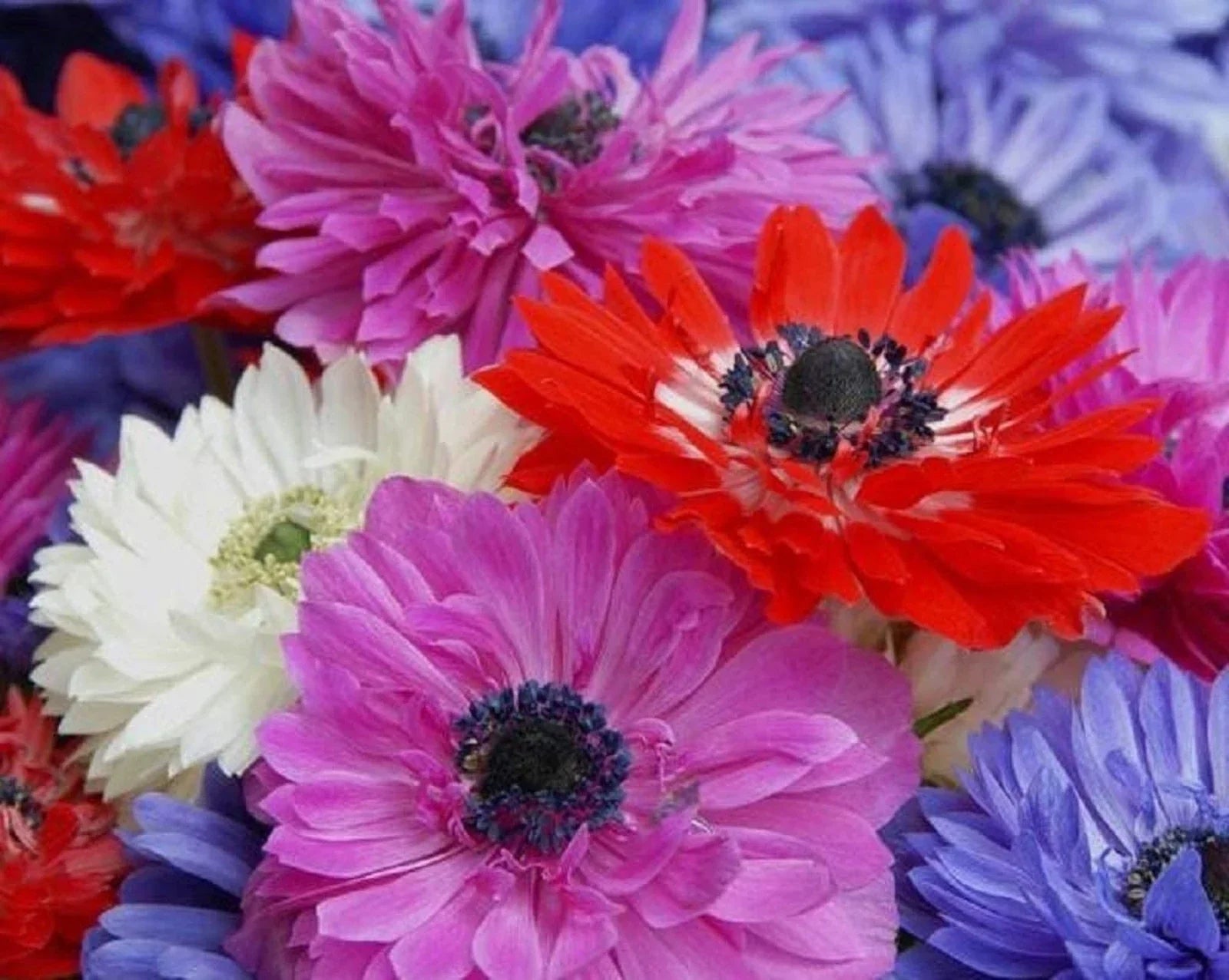 Anemone Flower Bulbs - 6 Pack Mixed Colors with Semi-Double Petals - Anemone coronaria for Borders, Beds & Containers