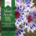 Blue White Mum Chrysanthemum Seeds - Annual Flower Seeds for Borders & Containers - Chrysanthemum morifolium