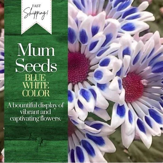 Blue White Mum Chrysanthemum Seeds - Annual Flower Seeds for Borders & Containers - Chrysanthemum morifolium