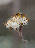 Prairie Pussytoes Seeds - 100 Count - Antennaria neglecta Native Wildflower for Ground Cover and Pollinators