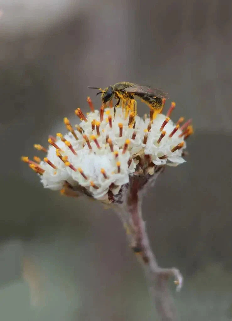 Prairie Pussytoes Seeds - 100 Count - Antennaria neglecta Native Wildflower for Ground Cover and Pollinators