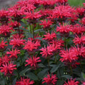 Red Velvet Bee Balm Seeds - 100 Count - Hummingbird Attracting Monarda didyma Perennial Flower Seeds