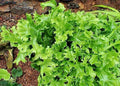 Crested Tongue Fern Spores 1000 Count - Cold Hardy Asplenium scolopendrium Ferns for Shade Gardens