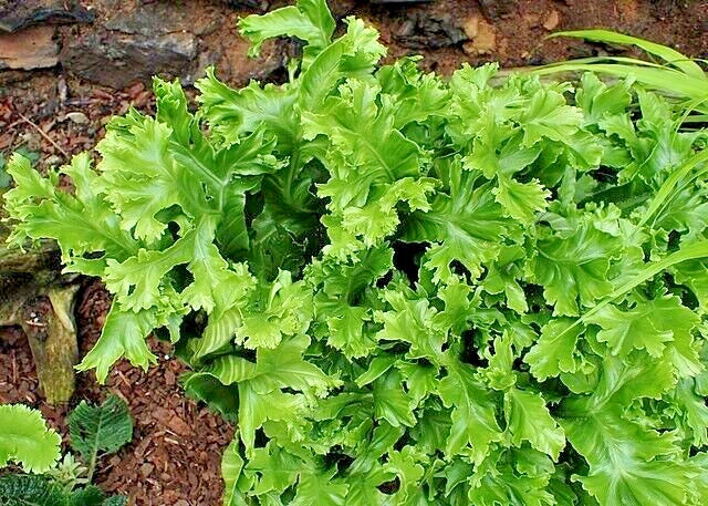Crested Tongue Fern Spores 1000 Count - Cold Hardy Asplenium scolopendrium Ferns for Shade Gardens