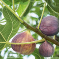 Olympian Fig Live Plant in 3-Inch Pot, Ficus carica, Indoor/Outdoor Garden, Mediterranean Fruit Tree