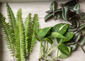 Rooted Plant Cuttings 15 Variety Pack - Pothos, Ferns, Wandering Jew - Epipremnum aureum, Nephrolepis exaltata, Tradescantia zebrina