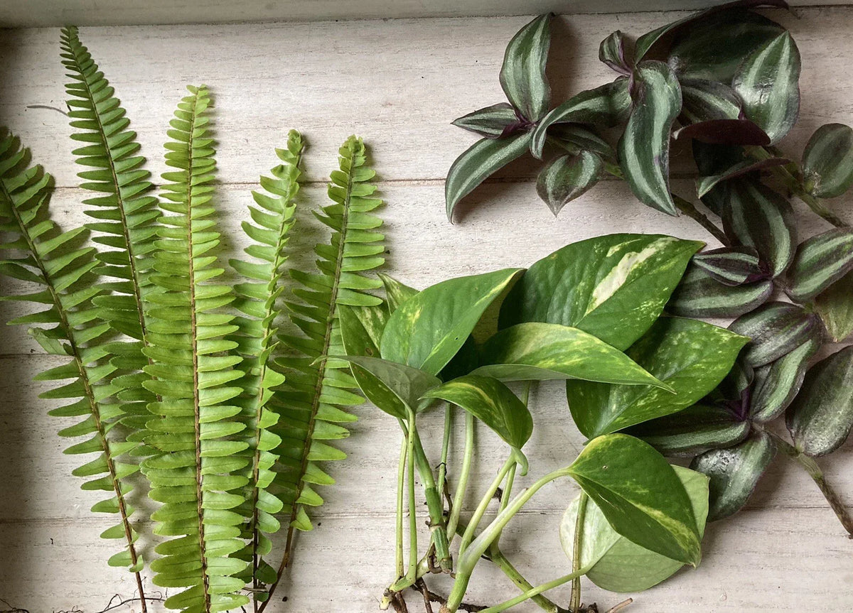 Rooted Plant Cuttings 15 Variety Pack - Pothos, Ferns, Wandering Jew - Epipremnum aureum, Nephrolepis exaltata, Tradescantia zebrina