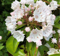 Live White Mountain Laurel Plant - Bare Root 1 Ft - Kalmia latifolia Native Shrub for Garden, Borders & Containers