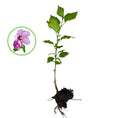 Rose of Sharon Hibiscus Live Plant – 1FT Organic Bush with Roots – Hibiscus syriacus Deciduous Shrub for Garden, Border, or Container