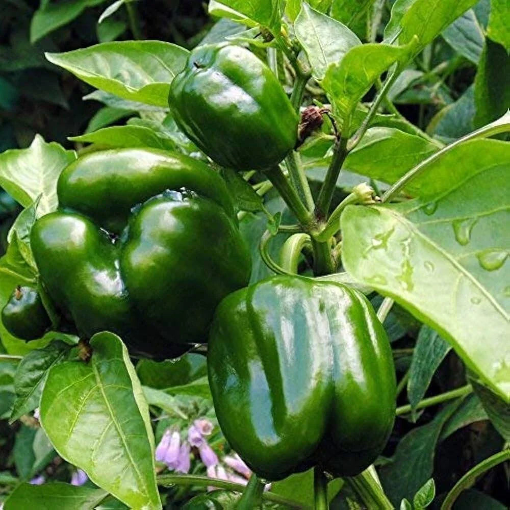 Emerald Giant Sweet Bell Pepper Seeds - Non-GMO Heirloom, Capsicum annuum, Perfect for Stuffed Peppers & Gardening