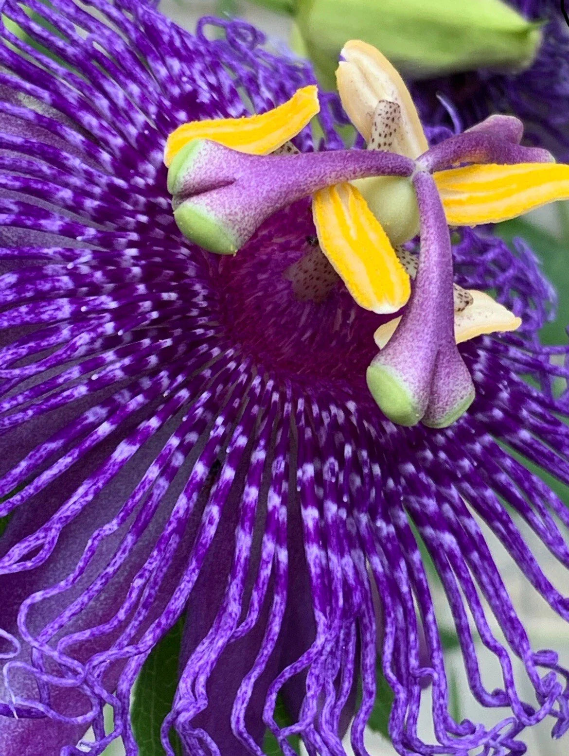 Passion Flower Seeds - 25 Count, Edible Passion Fruit Vines, Passiflora edulis, Climbing Floral Vine for Garden, Trellis & Fences