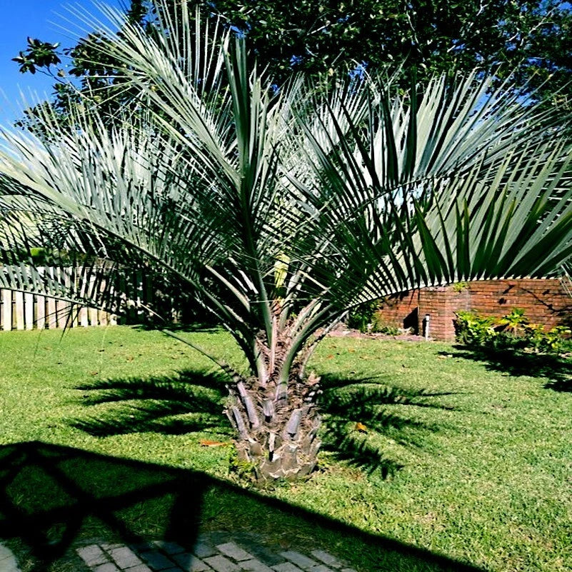Jelly Pindo Palm Tree Seeds - 10 Pack, Butia capitata, Cold Hardy Tropical Fruit Plant, Drought Tolerant, Garden Landscape, Exotic Palm