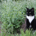 Catnip Seeds - Organic Herb Seeds for Gardening - Nepeta cataria - Attracts Cats & Pollinators - Free USA Shipping