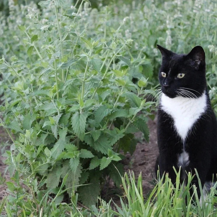Catnip Seeds - Organic Herb Seeds for Gardening - Nepeta cataria - Attracts Cats & Pollinators - Free USA Shipping