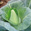 Early Jersey Wakefield Cabbage Seeds - Heirloom Non-GMO Brassica oleracea, 100 Pack for Home Gardening