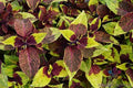 Coleus Seeds - 25+ Sun Pineapple Surprise Variegated Foliage Solenostemon scutellarioides for Garden, Containers