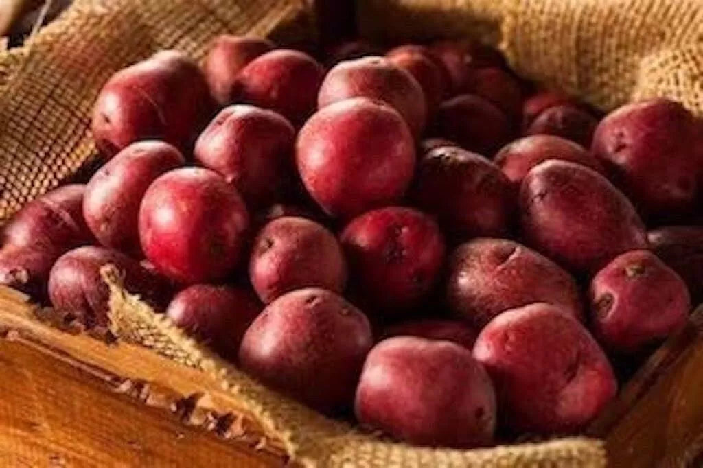 Red Pontiac Seed Potatoes for Planting - Medium Size, High Yield Solanum tuberosum, Home Garden, Fresh, Organic
