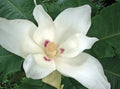 Big Leaf White Magnolia Sapling - Bare Root Live Plant - Magnolia grandiflora - Fragrant White Blooms