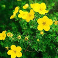 Cinquefoil Seeds Potentilla recta Shrub for Garden, Yellow Flowers, Five-Finger Leaves, Herb, 20 Seeds