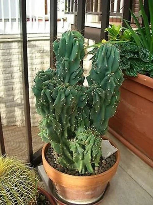 Cereus Peruvianus Monstrose Cactus Seeds - 5 Pack - Unique Twisted Growth - Rare Monstrosus Variety for Collectors