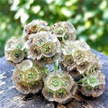 Starflower Seeds - 10 Rare Trientalis borealis Seeds for Garden Planting - Blue & Purple Blooms, Full Sun, Well-Drained Soil