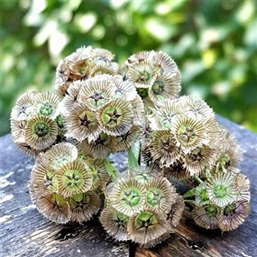 Starflower Seeds - 10 Rare Trientalis borealis Seeds for Garden Planting - Blue & Purple Blooms, Full Sun, Well-Drained Soil