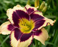Inkheart Daylily Plant - Perennial Flowering Bare Root, Deep Red Blooms with Dark Purple Eye, Hemerocallis 'Inkheart'