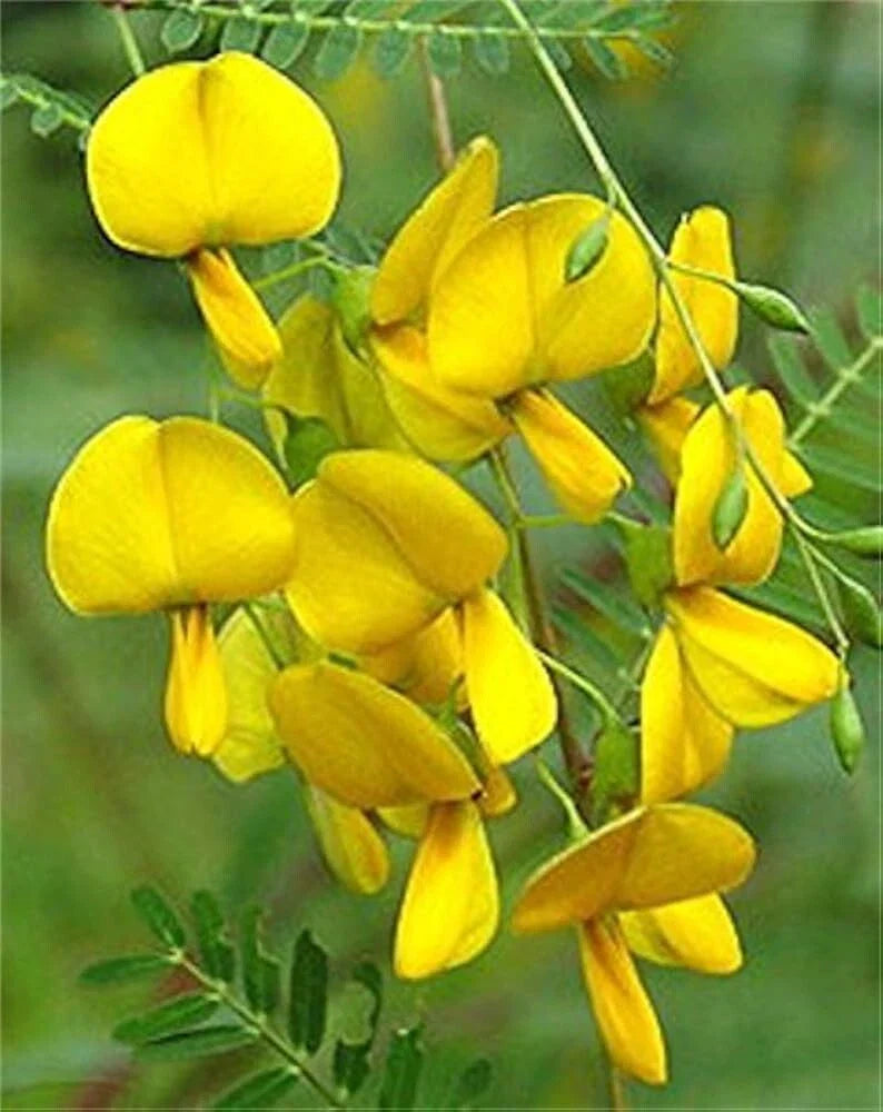 Sesbania Sesban Seeds - 30+ Yellow Flowering Perennial Shrub Seeds for Garden, Horticulture, and Wildlife Habitat