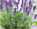 Lavender Seeds 100+ Heirloom English/French Lavandula angustifolia Herbaceous Perennial for Garden, Borders, Containers