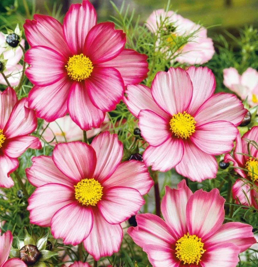 Cosmos Seeds - 100 Non-GMO Red Stripe Bi-Colored Flowers - Pollinator & Butterfly Friendly - Cosmos bipinnatus