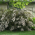 Ninebark Live Plants Set of 2 | Bare Root Physocarpus opulifolius 12-18 Inches | Burgundy Foliage Shrubs for Garden