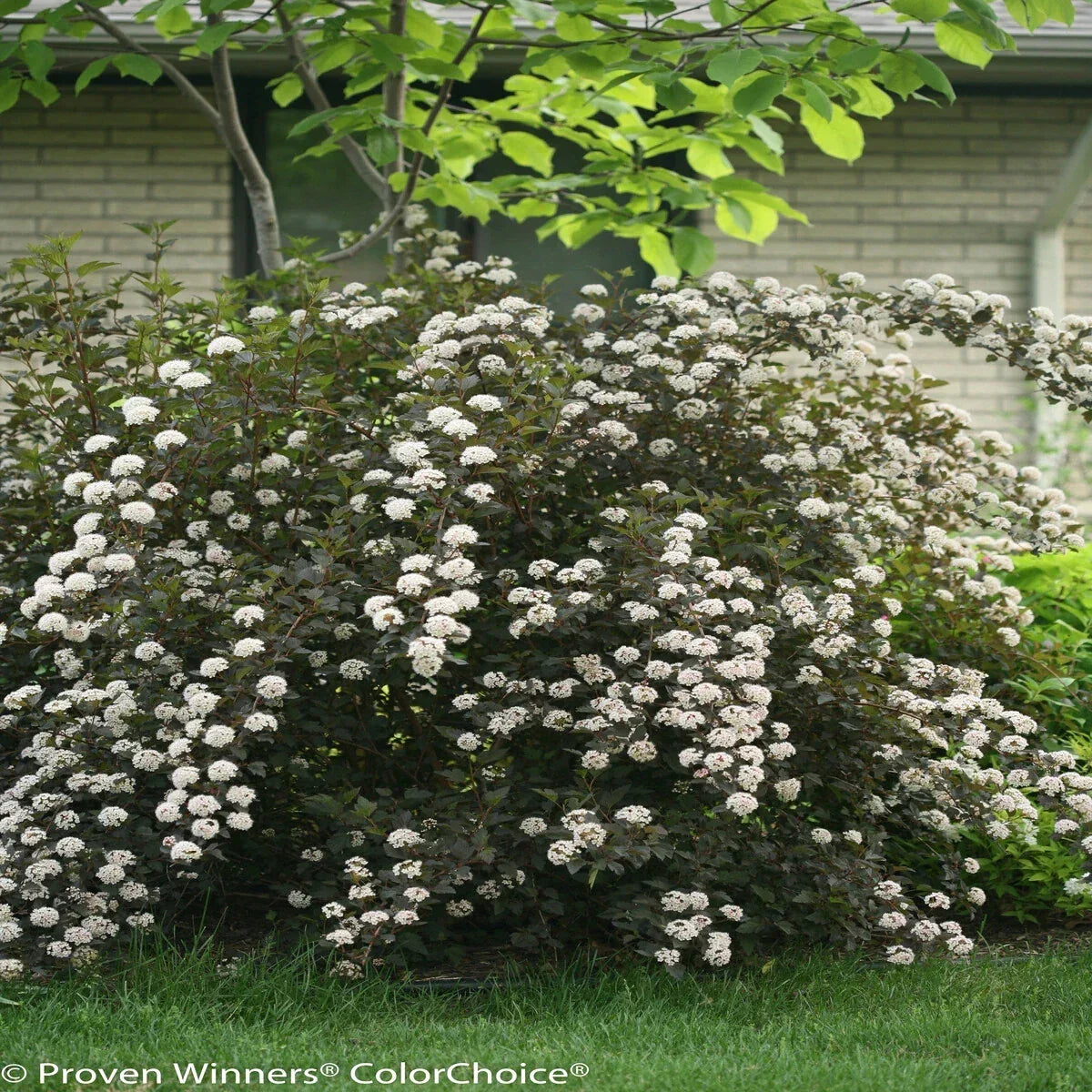 Ninebark Live Plants Set of 2 | Bare Root Physocarpus opulifolius 12-18 Inches | Burgundy Foliage Shrubs for Garden